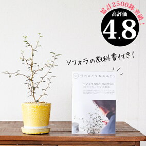 楽天市場 観葉植物 人気ランキング1位 売れ筋商品 楽天市場 観葉植物 人気ランキング1位 売れ筋商品